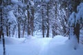 Winter path forest landscape snow trail trees Royalty Free Stock Photo