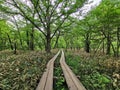 Path in the forest