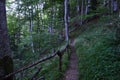 path in the forest with a wooden handrail Royalty Free Stock Photo