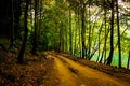 Path Through The Forest