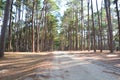 Path in the Forest/Woods road Royalty Free Stock Photo