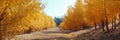 A path through a forest of yellow trees Royalty Free Stock Photo