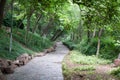 Path in the forrest park