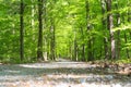 Path in forrest in spring time with green leafs from low angel Royalty Free Stock Photo