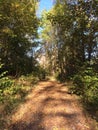 A path in the forrest Royalty Free Stock Photo