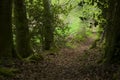 Path in a French forest