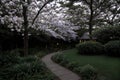 A path through a garden with blooming trees.