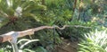 Path in a Garden With Steps and Wooden Rail Branch and Stonework Royalty Free Stock Photo