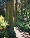 A path goes between two old growth cedar trees in a forest