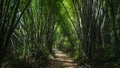 A forest tunnel made of bamboo trees in Thailand