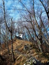 Path going through a european hop hornbeam (Ostrya carpinifolia) forest