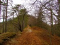 Path going through a pine and beech forest Royalty Free Stock Photo