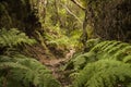 Path through the thick forest in Anaga Rural Park, Tenerife Royalty Free Stock Photo