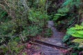 Path Going Through Thick shrubbery in the Australian bush Royalty Free Stock Photo