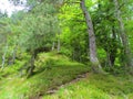 Path going up a step slope into a scots pine and european beech forest Royalty Free Stock Photo