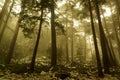 Snow in the pine forest. Mysterious scene Royalty Free Stock Photo