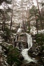 Snow in the pine forest. Mysterious scene Royalty Free Stock Photo