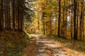 Path through a golden forest at sunrise with fog and warm light. Road through a golden forest at autumn