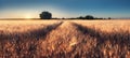 Path in golden wheat field landscape - panorama Royalty Free Stock Photo