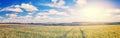 Path through Golden wheat field, perfect blue sky. majestic rural landscape Royalty Free Stock Photo