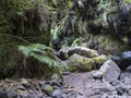 Path through gorge at mysterious Laurel forest Laurisilva, lush subtropical rainforest at hiking trail Los Tilos, La Royalty Free Stock Photo