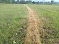 A path with grass that has dried out stretches between rice fields that always ready for farmers to pass through Royalty Free Stock Photo