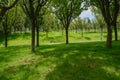 Path on grassy woody slope in sunny summer