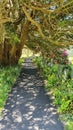 Path through a graveyard on a sunny summer day