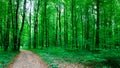 Path in green beautiful forest. Generated AI