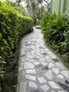 The path between the green and beautiful hedges Royalty Free Stock Photo