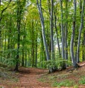 Path in green beech forest. Smooth gray trunks of beech trees Royalty Free Stock Photo