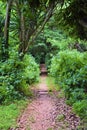 Path through green botanical garden