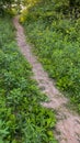 Path green brush uphill narrow