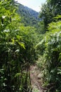 Path in the green. Camlihemsin, Rize, Turkey. Royalty Free Stock Photo