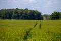 Path on the green cereal field