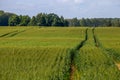 Path on the green cereal field