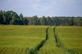 Path on the green cereal field