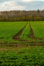 Path on the green cereal field