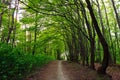 Path in green deciduous forest, nature background Royalty Free Stock Photo