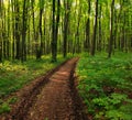 Path in green deciduous forest, nature background Royalty Free Stock Photo