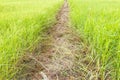 Path in Green field Royalty Free Stock Photo