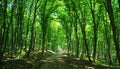 Path through a green forest in spring Royalty Free Stock Photo