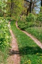 Forest path between trees in summer, path in green forest in spring