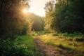 Path in a green forest in the sun. Summer nature natural environment.