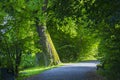 Path through the forrest Royalty Free Stock Photo