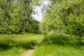 path through the green grass