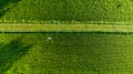 path on green paddy rice field plantation and small agricultural drones spraying drugs and chemical fertilizers, aerial top view