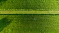 path on green paddy rice field plantation and small agricultural drones spraying drugs and chemical fertilizers, aerial top view