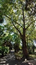 Path in a green park and trees arond Royalty Free Stock Photo