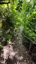 Path in a green park and trees arond